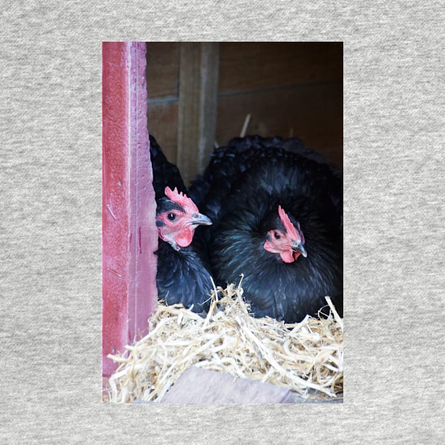 Two Black Chooks by MagpieSprings